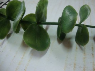 燕归梁·风柳摇丝花缠枝