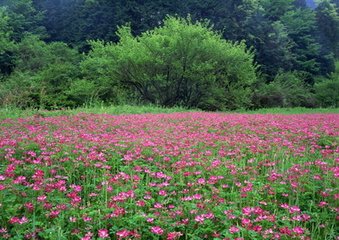 惜秋华（八日飞翼楼登高）