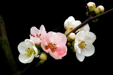 咏烛二首