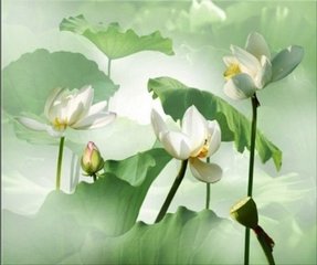 江城子·细风吹起翠田田
