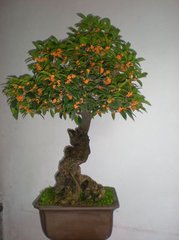 桂枝香（云洞赋桂）