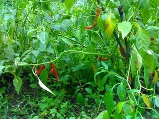 抱拙以三通鼓为韵见寄次韵