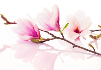 木兰花（十梅未开）