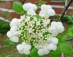 小琼花
