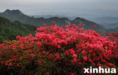 如梦令·楼外残阳将暮