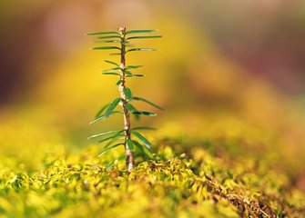 癸亥立春日煮茗於石池寺见庚戌中盛二十舅中