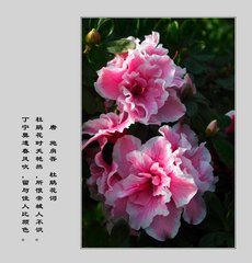 杜鹃花
