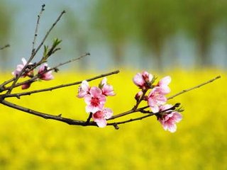 感皇恩（道调宫）