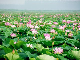 庆春泽（般涉调）