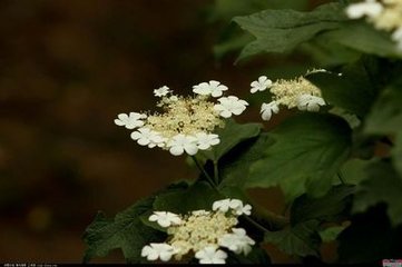 醉花阴（咏木犀）
