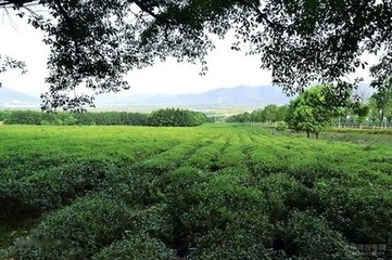 有客来从阳羡闻元绩离家已月余由昆山过临安