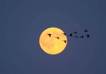 累年中秋无月今年凡数夕有之十五日尤佳