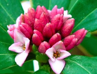 太守林太博赠瑞香花