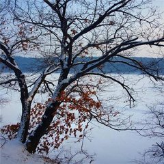 扫花游（春雪）