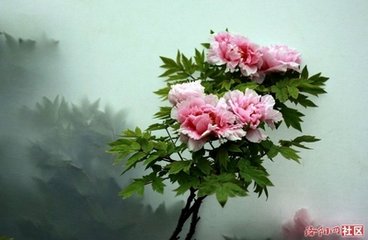 汉宫春（夹钟商追和尹梅津赋俞园牡丹）