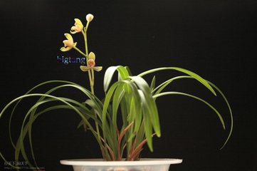 题补之梅