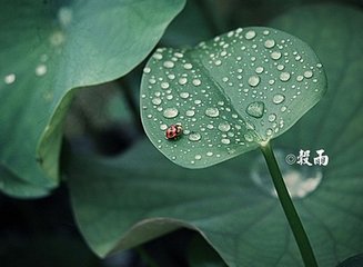诉衷情·西都花市锦云同