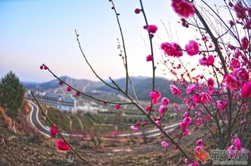 木兰花慢 覃怀北赏梅，同参政西庵杨丈，和