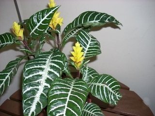金凤钩·雪消闲步花畔