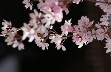 卜算子·摘蕊暝禽飞