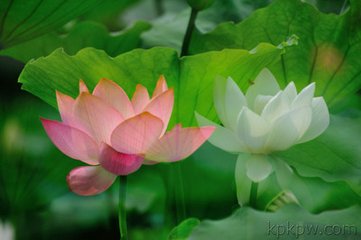 花心动（荷花·夏景）
