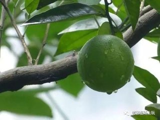 相和歌辞。乌栖曲