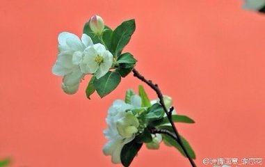 蝶恋花（和张文伯海棠）