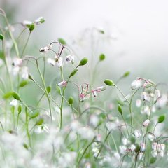 点绛唇·天上春来