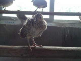 侯家鹧鸪