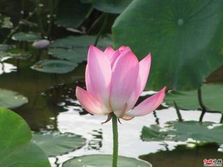 题友人林斋