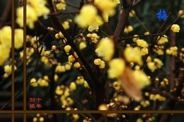 再题瓶中梅花