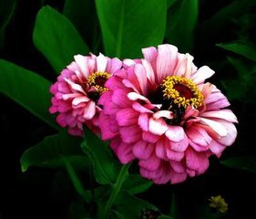 步花间