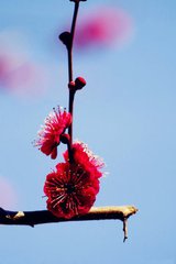 红梅 其一