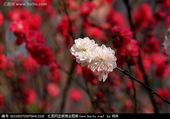 一翦梅·红映阑干绿映阶