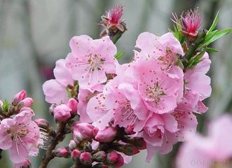 风蝶令