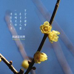 追和鲁直蜡梅二首