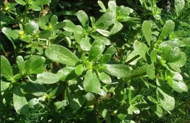 旧冬得蒌蒿数十根植之舍傍今春遂可采撷辄持