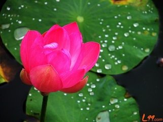阮郎归（惜春）