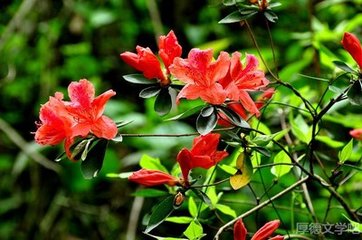 杜鹃花词