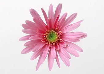 蜀中寓止夏日自贻