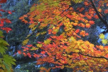 风入松（赋稼村）
