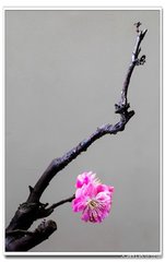 醉中示侄薄