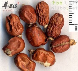 红荳蔻花