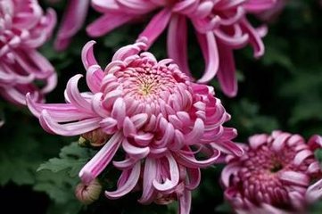 鹧鸪天（咏桃菊花）
