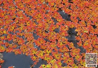 满江红（题范尉梅谷）