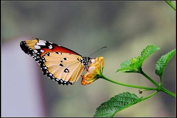 蝶恋花（和人探梅）