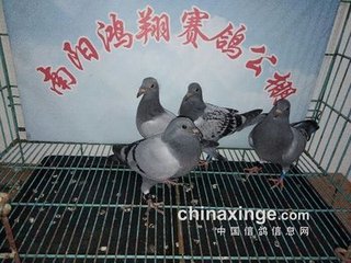 醉后戏赠苏九翛（苏常好读元鲁山文或劝入关者故戏之）