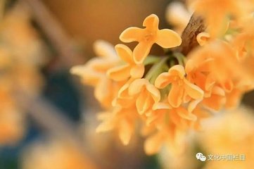 满庭芳（木犀）
