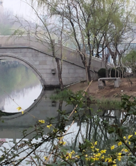 杨柳枝（淡月）