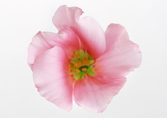 清平乐（咏橄榄灯球儿）